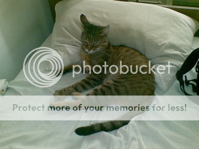 Obrazek