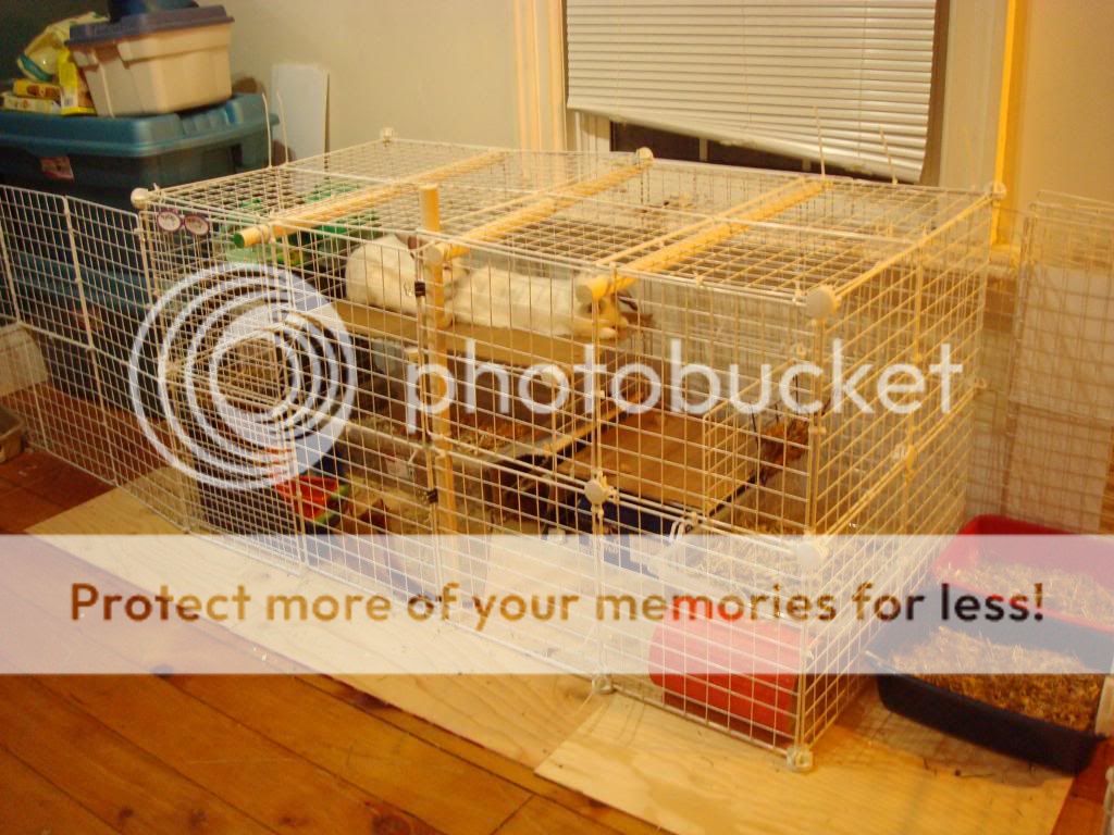 Bunny Cages 2011