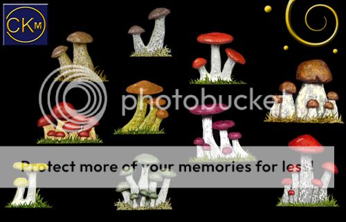 Forestmushrooms1A28-001.jpg