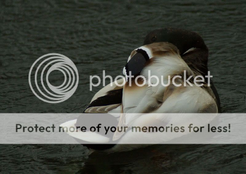 Fotografie