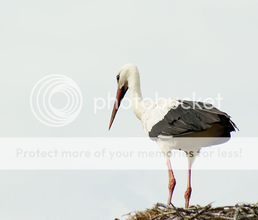 Fotografie