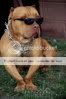Pitbull- Pitbull-