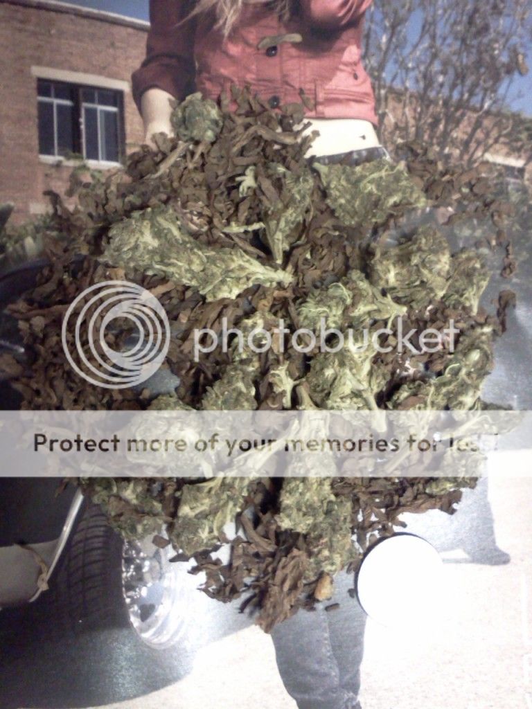 Posted Image