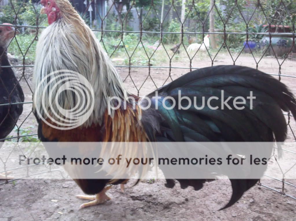 Xin Chào Tất Cả Mọi Người!gà Tre Tân Châu!!