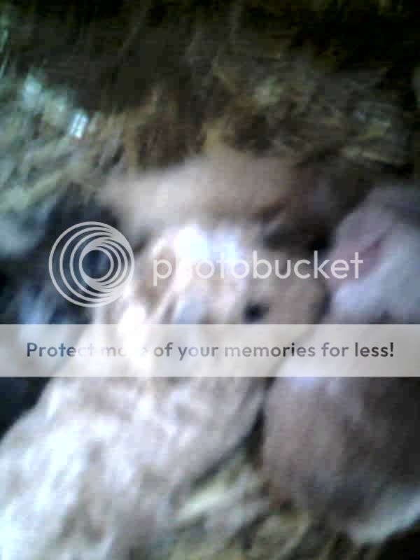 Photo-0003_e1newbabes.jpg